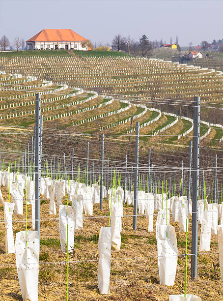 젊은 포도원 테라스 in jeruzalem 지역, 슬로베니아 - slovenia vineyard grape jeruzalem 뉴스 사진 이미지