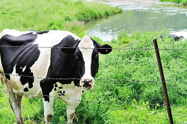 istock Moo at the Fence 481982038