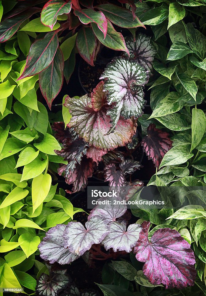 Colorful Leaves Composition Colorful composition of Begonia and Philodendron leaves featuring green and purple hues. 2015 Stock Photo
