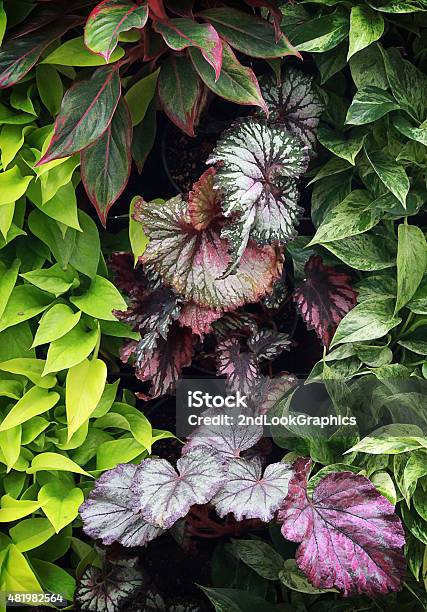 Colorful Leaves Composition Stock Photo - Download Image Now - 2015, Begonia, Green Color