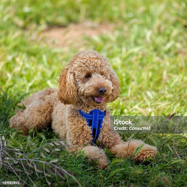 Mira Foto de stock y más banco de imágenes de Caniche standard - Caniche standard, Aire libre, Animal