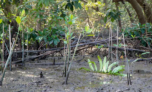 Young mangroves/ mangrove forest