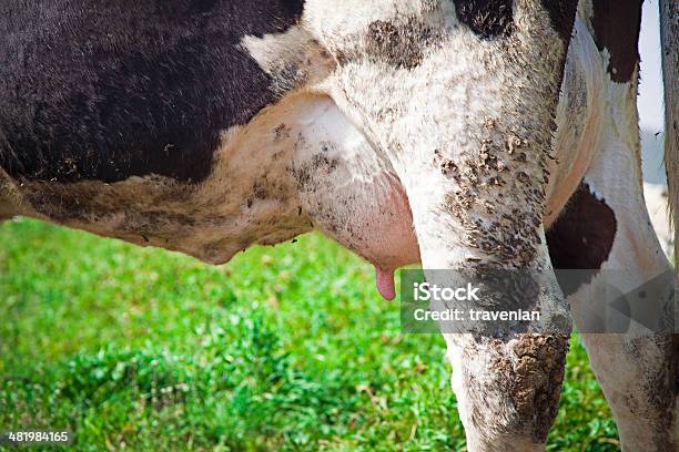 Cow On The Field Stock Photo - Download Image Now - Agricultural Field, Agriculture, Animal