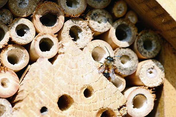 istock wild bee Osmia bicornis 481984961