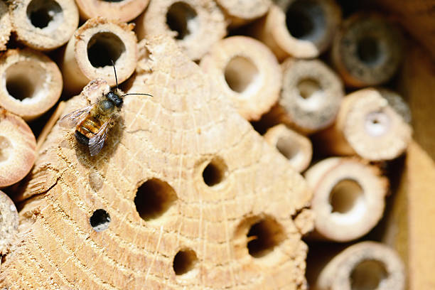istock wild bee Osmia bicornis 481984969