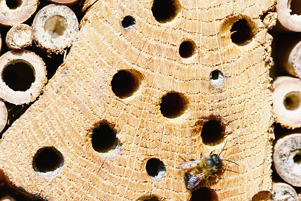 istock wild bee Osmia bicornis 481984987