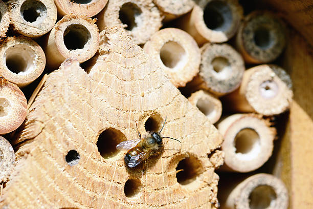 istock wild bee Osmia bicornis 481984989