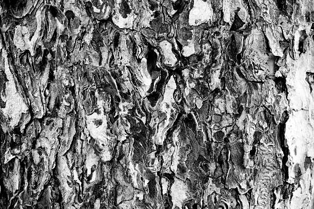 istock Detail of tree bark, black and white 481985150