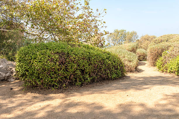 istock Flower Garden in the Park Jaffa 481986194