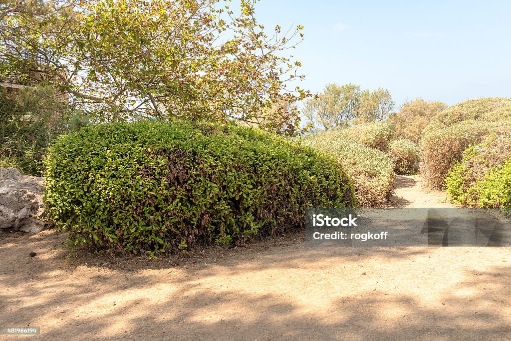 Flower Garden in the Park Jaffa 2015 Stock Photo