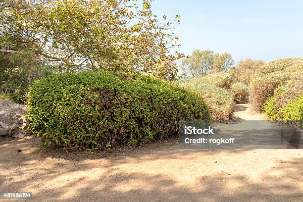 Flower Garden In The Park Jaffa Stock Photo - Download Image Now - 2015, Flower, Flowerbed