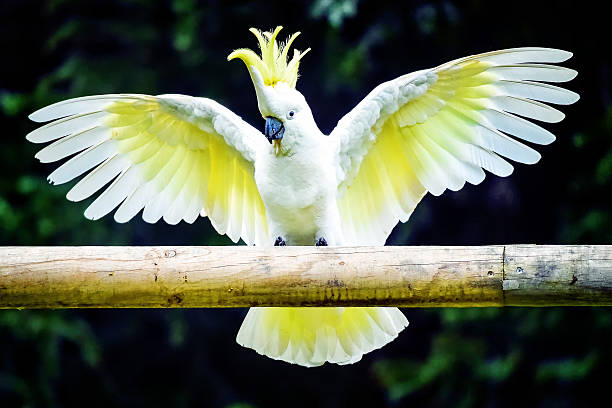 Sulphur Crested Cockatoo Sulphur Crested Cockatoo with outstretched wings sulphur crested cockatoo photos stock pictures, royalty-free photos & images