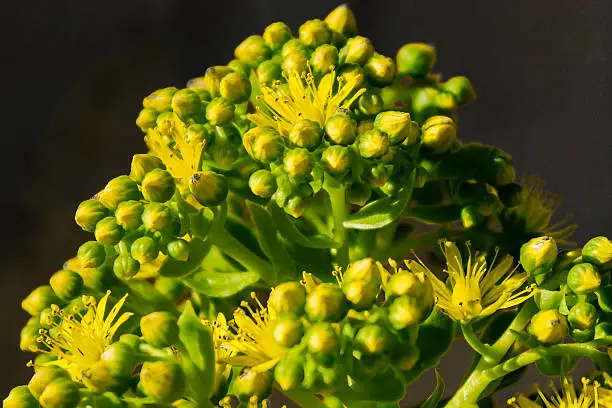 These yellow aeonium flowers lasted for a month on a foot tall stem in our garden this spring.