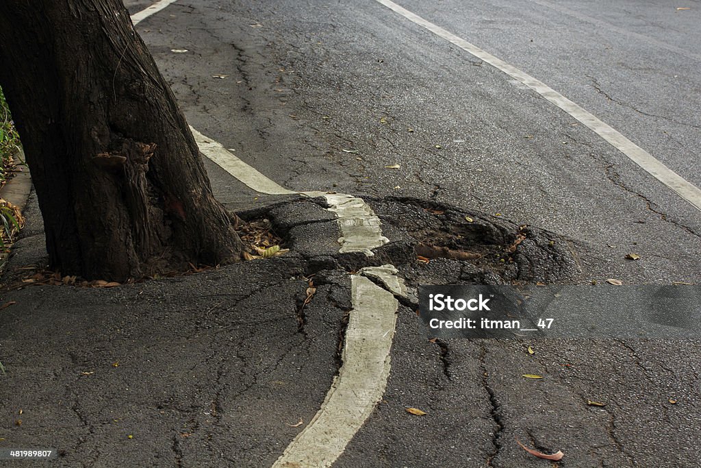 Tree Root Rip Up Pavement Tree Root Under Pavement Stock Photo - Download Image Now - Cracked ...