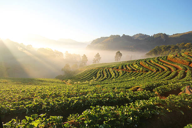 istock Doi Angkhang mountain chiangmai Thailand strawberry field 481990080