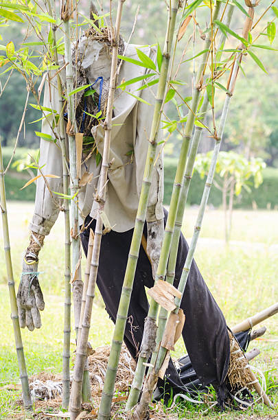 scarecrow in the bamboo garden