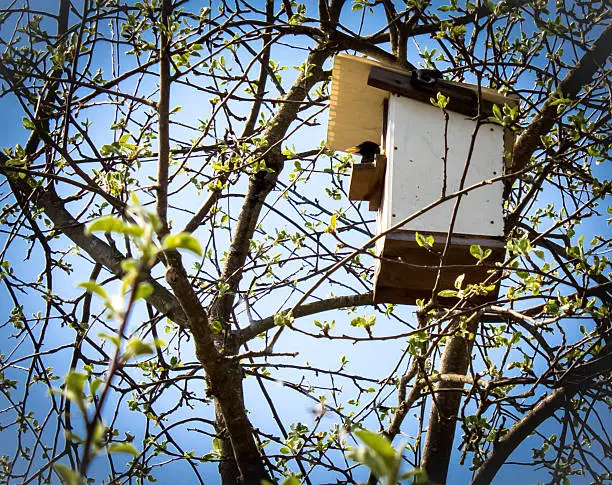 spring starling in a tree house