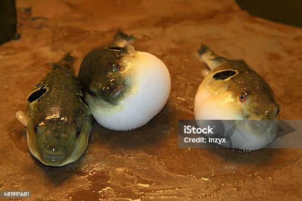 Bauch Bouffant Kugelfisch In Einem Aquacultural Gelände Stockfoto und mehr Bilder von Abszess