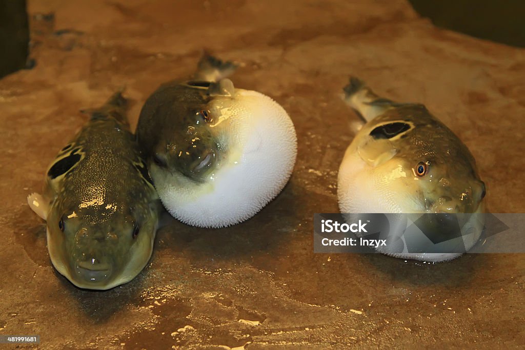 Żołądek bouffant puffer fish w aquacultural podstawy - Zbiór zdjęć royalty-free (Akwakultura)