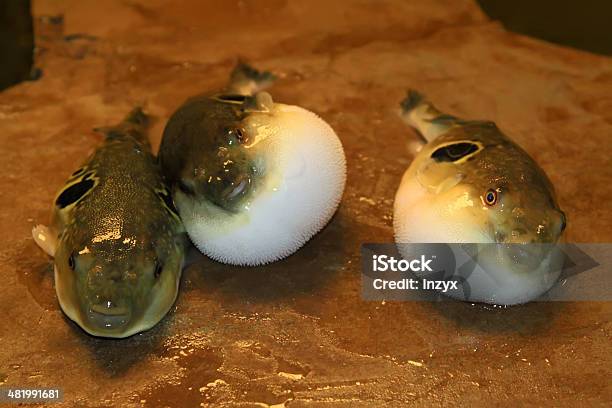 Żołądek Bouffant Puffer Fish W Aquacultural Podstawy - zdjęcia stockowe i więcej obrazów Akwakultura