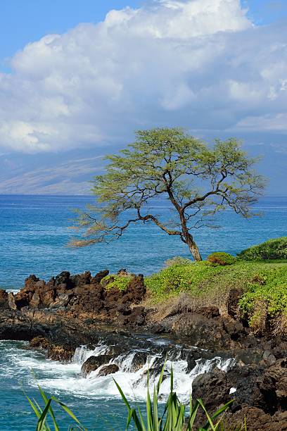 istock Maui Coastline, Hawaii Islands 481991870