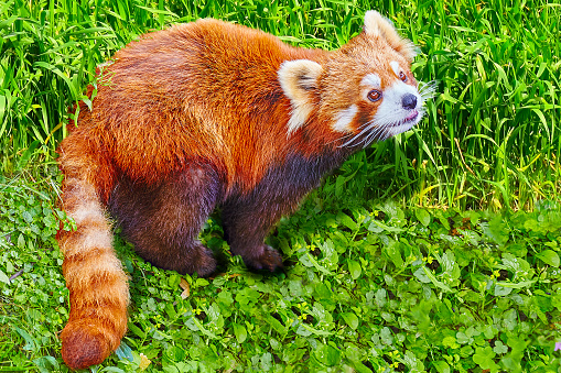 Red Panda in its natural habitat of the wild.