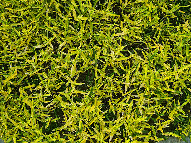 Yellow plants stock photo