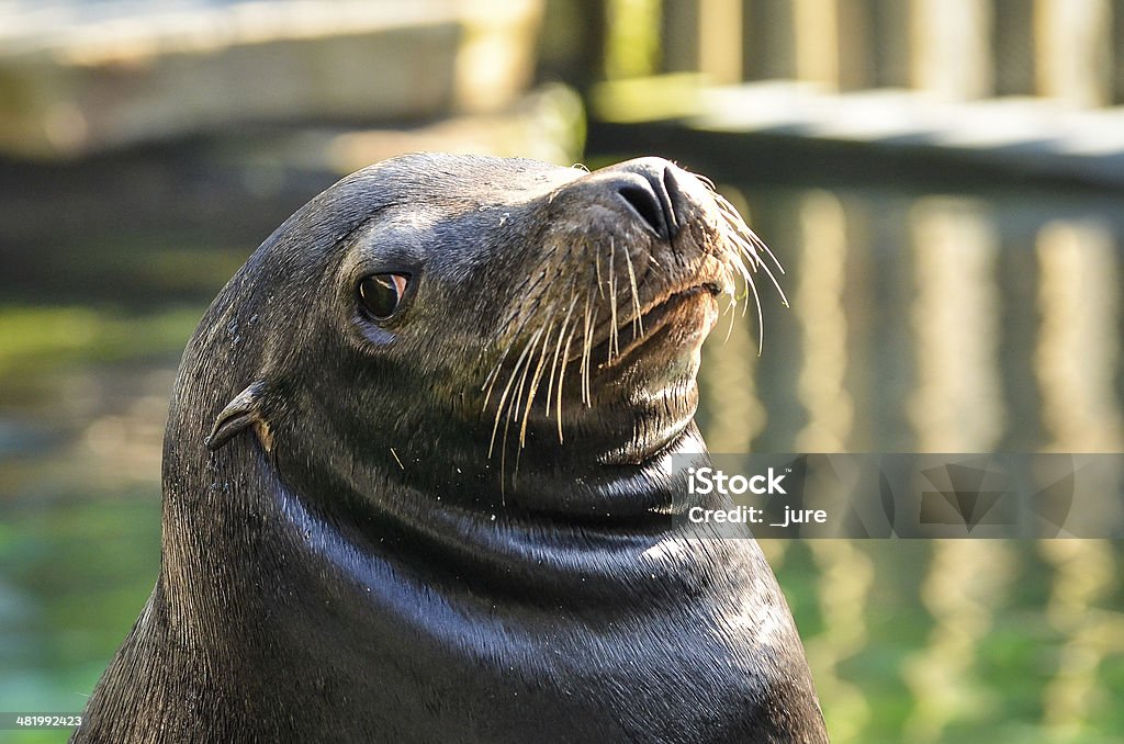 Sea Lion Sea Lion in a ZOO Animal Stock Photo