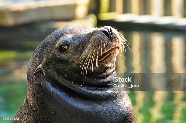 Sea Lion Stock Photo - Download Image Now - Animal, Animal Nose, Animal Whisker