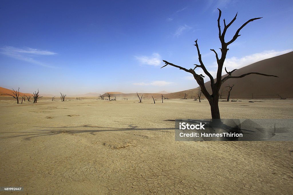 Shade of a dead tree on Deadvlei Shade of a dead tree on Deadvlei, Namibia Africa Stock Photo