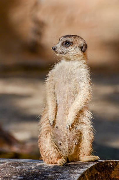 istock Meerkat - Suricata suricatta 481992687