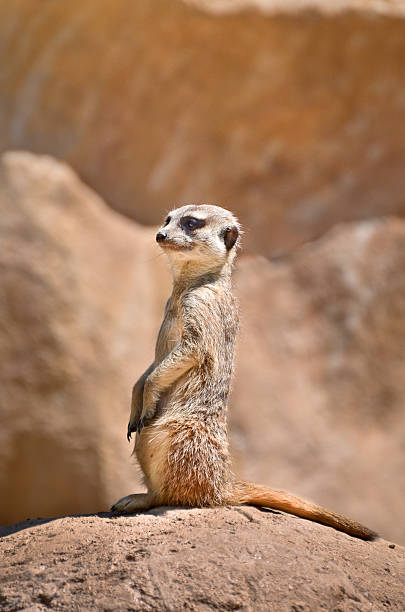 istock Suricate Meerkat - Suricata suricatta 481993229