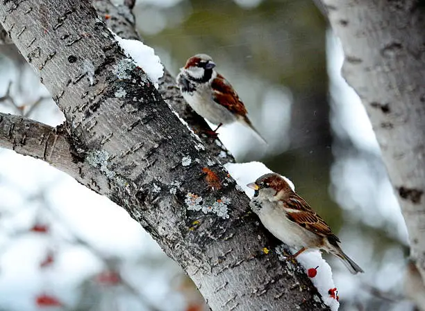 Gray sparrow is most often meeting bird in steppe Altaya