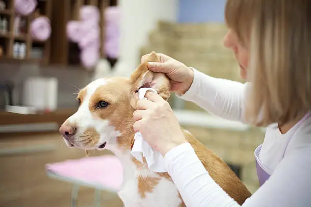 Groomer working on dog in pet grooming salon. She cleaning dog ears