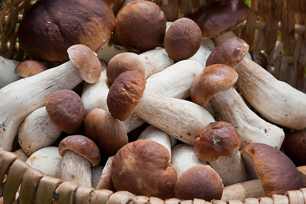 Mushrooms in the basket stock photo