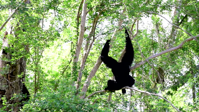 Gibbons on Tree