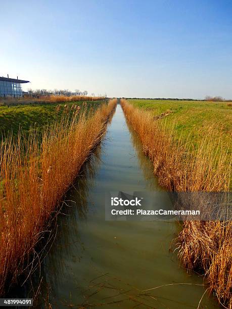 Reed Beds Stock Photo - Download Image Now - Blue, Canal, Crop - Plant