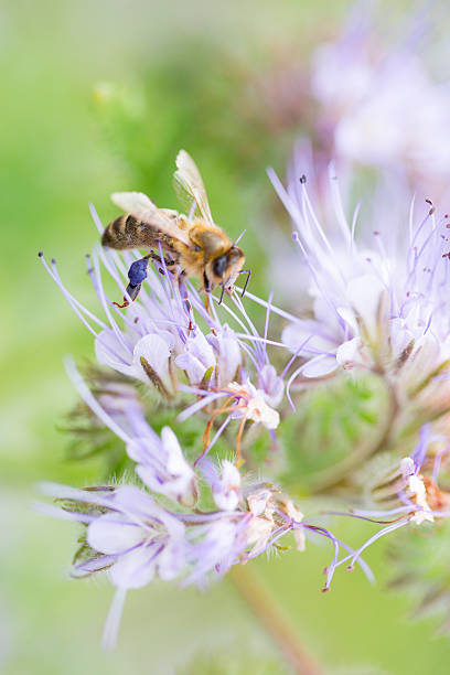 istock Honeybee on purple Phacelia Tanacetifolia flower 481994396