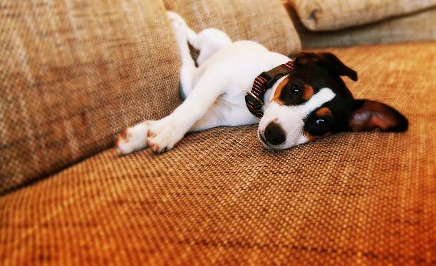 istock puppy lying on the couch 481994410
