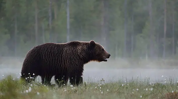 Photo of Brown bear in the misty bog