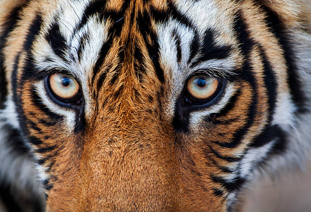 tigre del bengala, india. - tiger india ranthambore national park undomesticated cat foto e immagini stock