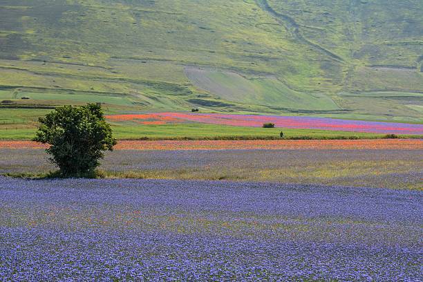 istock Castelluccio, Pian Grande, Umbria - Italy 481995090