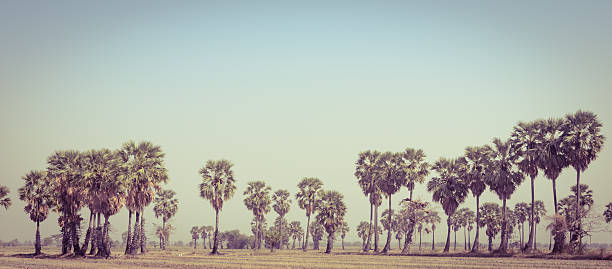 Sugar palms (borassus flabellifer) on field in Petchaburi, Thailand