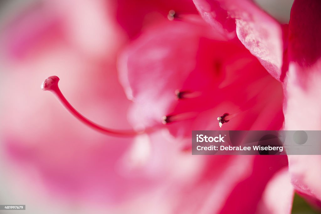 Toujours Adorable en rose - Photo de Abstrait libre de droits