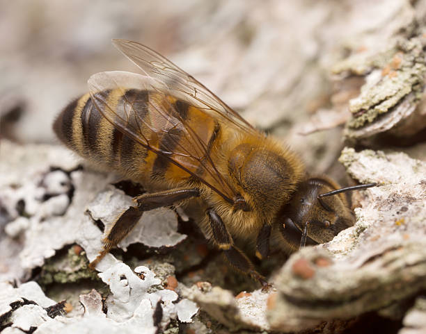 istock European Honey bee, Apis mellifera feeding on sap 481997872