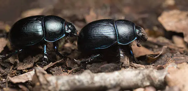 Digital photo of Dor beetles. These dung beetles belong to the Geotrupidae family. 