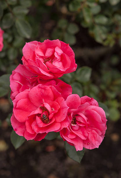 Rose in full bloom in the garden in the capital city of Bogota, in the South American country of Colombia.  A honey bee gathers honey from one of the roses.  Vertical format; copy space.