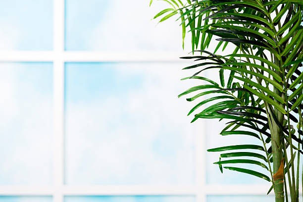 istock Backgrounds: Large home or office window. Tropical plant. 481998253