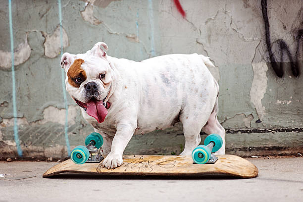 istock Skater Dog Relaxing 481998315