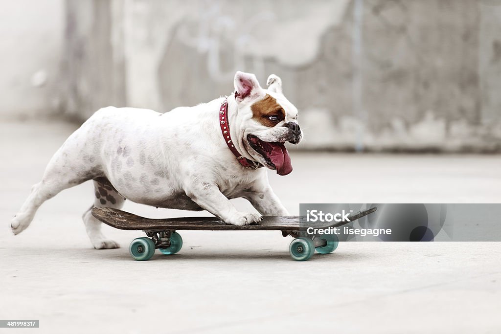 Chien faire du skate-board - Photo de Chien libre de droits